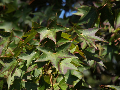 [A close view of a bunch of five-pointed star-shaped leaves. The leaves are green with tinges of purple at the edges.]
